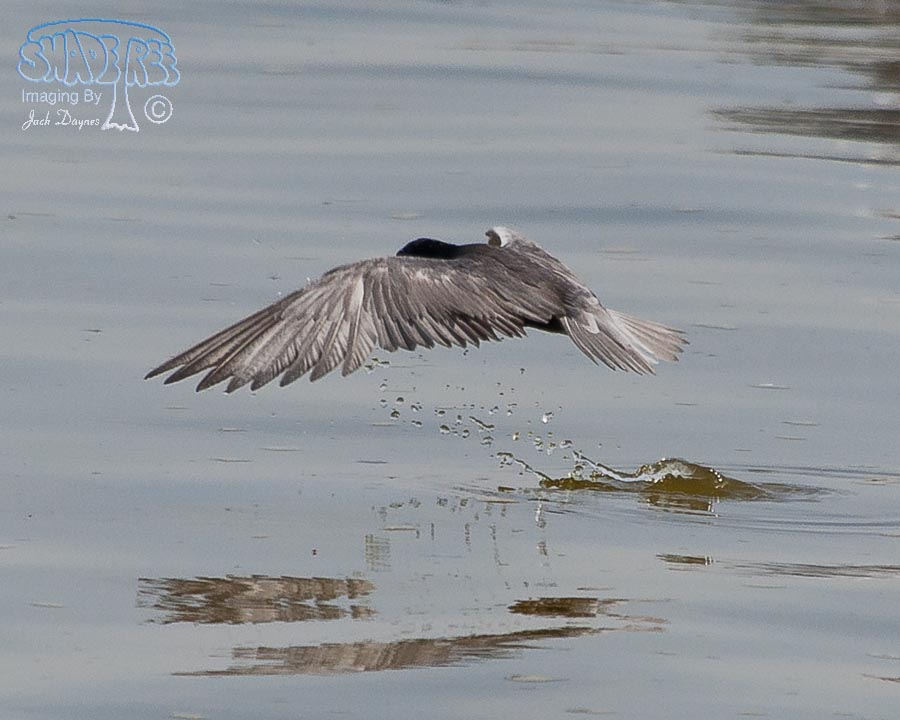 Black Tern - Chlidonias niger
