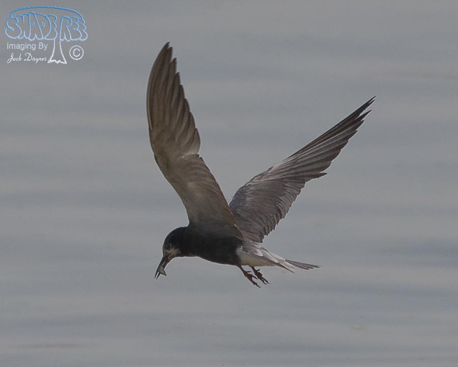 Black Tern - Chlidonias niger