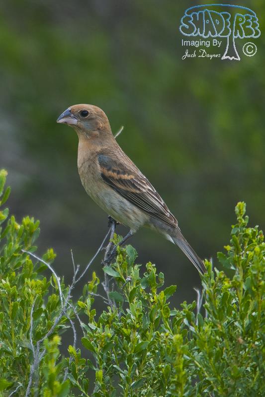 Blue Grosbeak - Passerina caerulea