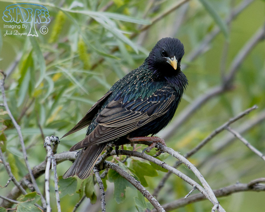 European Starling - Sturnus vulgaris