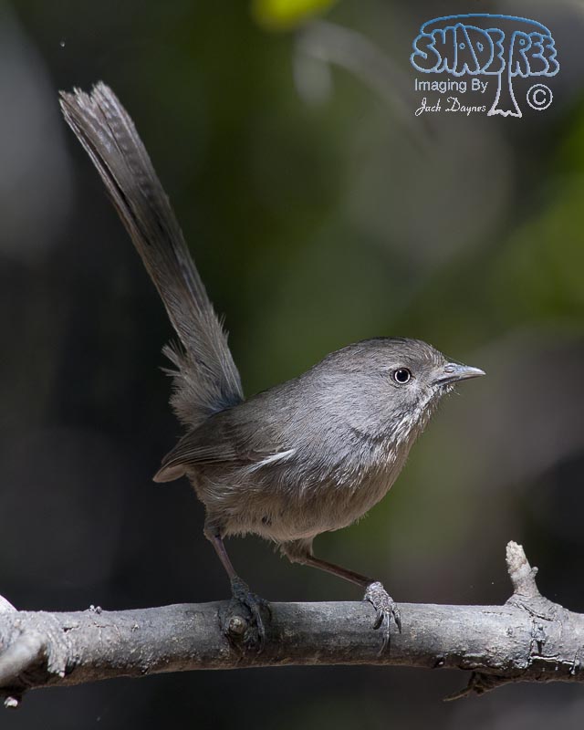 Wrentit - Chamaea fasciata