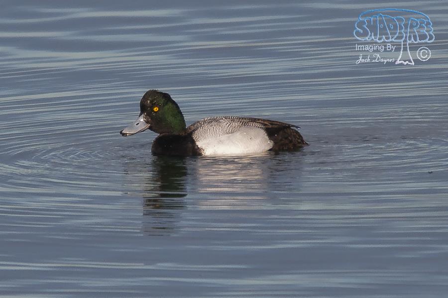 Greater Scaup - Aythya marila