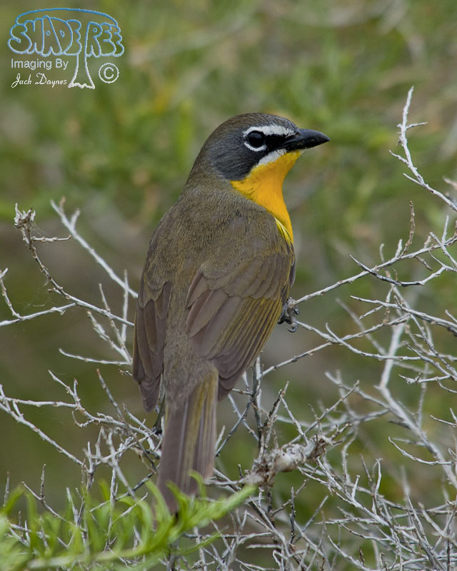 Yellow-Breasted Chat - Icteria virens