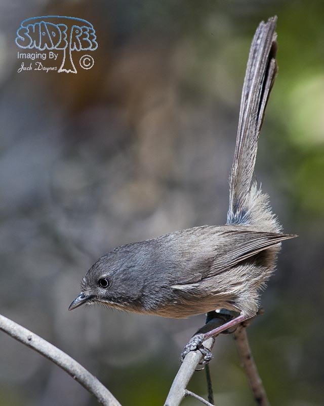 Wrentit - Chamaea fasciata