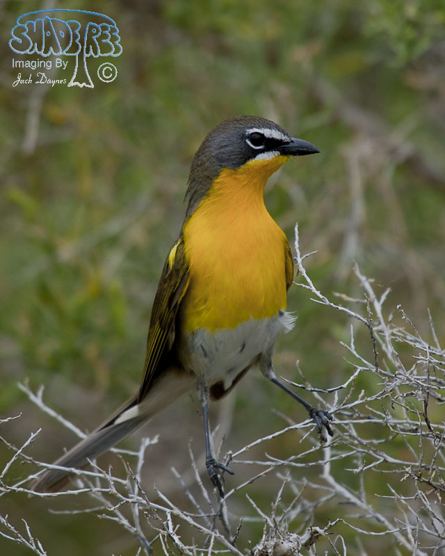 Yellow-Breasted Chat - Icteria virens