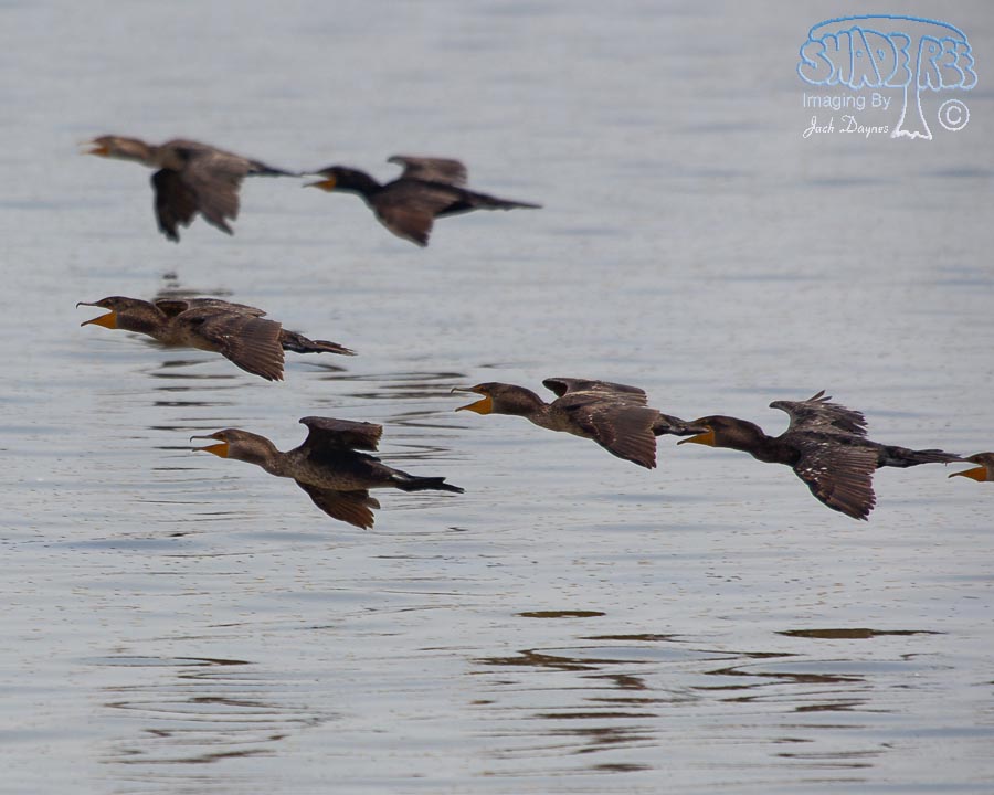 Double-Crested Cormorant - Phalacrocorax auritus