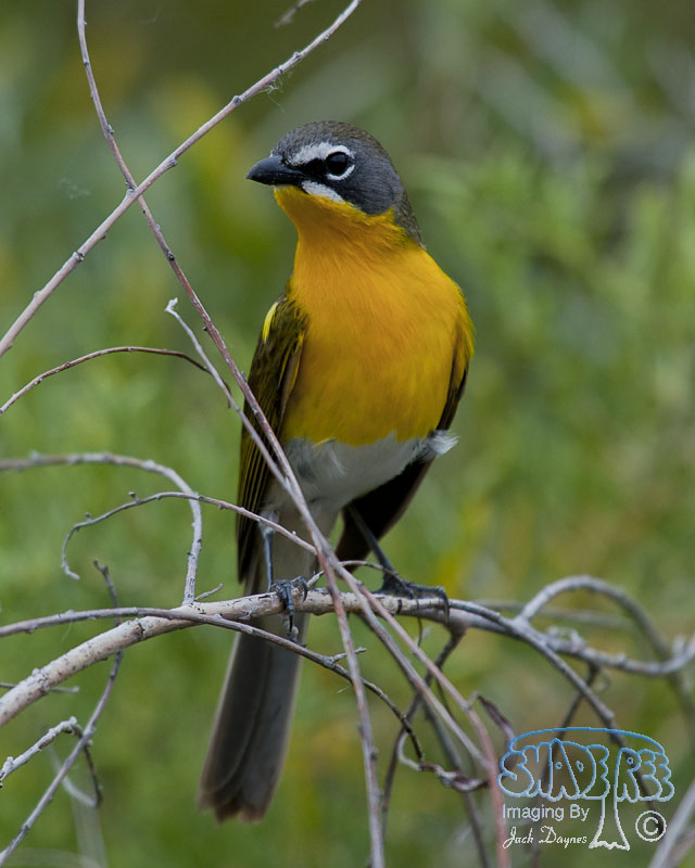 Yellow-Breasted Chat - Icteria virens