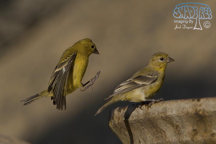 Lesser Goldfinch - Spinus psaltria
