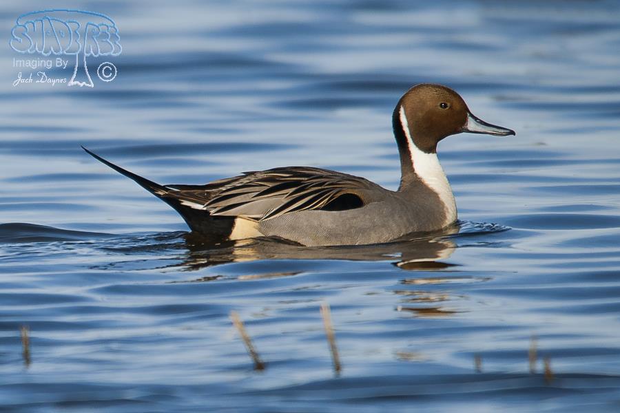 Northern Pintail - Anas acuta