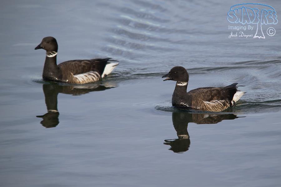 Brant - Branta bernicla