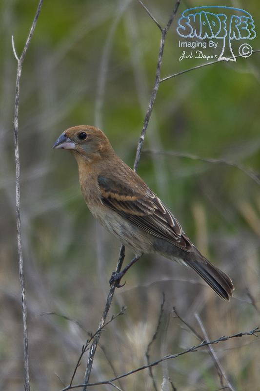 Blue Grosbeak - Passerina caerulea