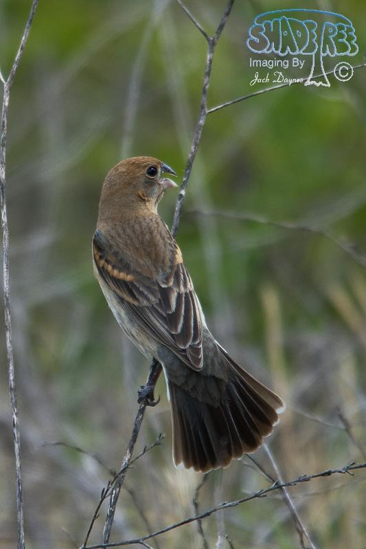 Blue Grosbeak - Passerina caerulea