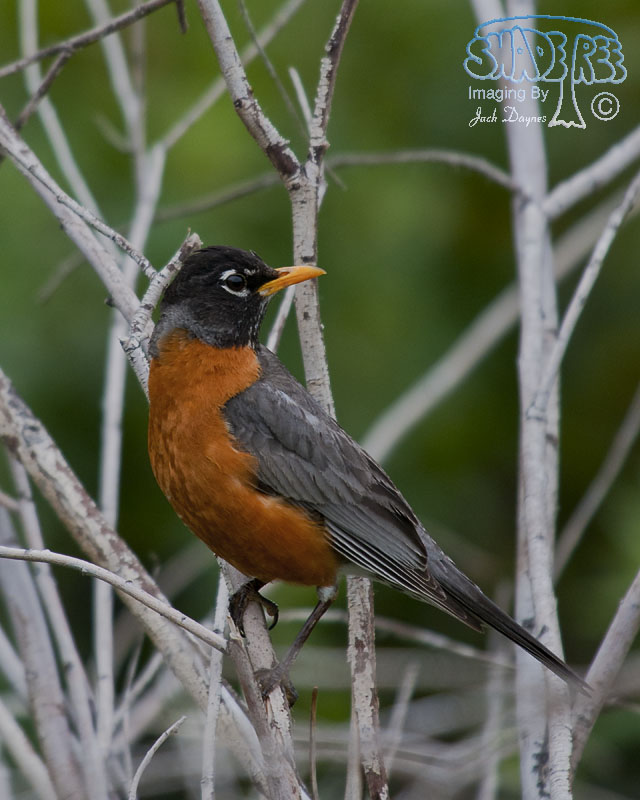 American Robin - Turdus migratorius