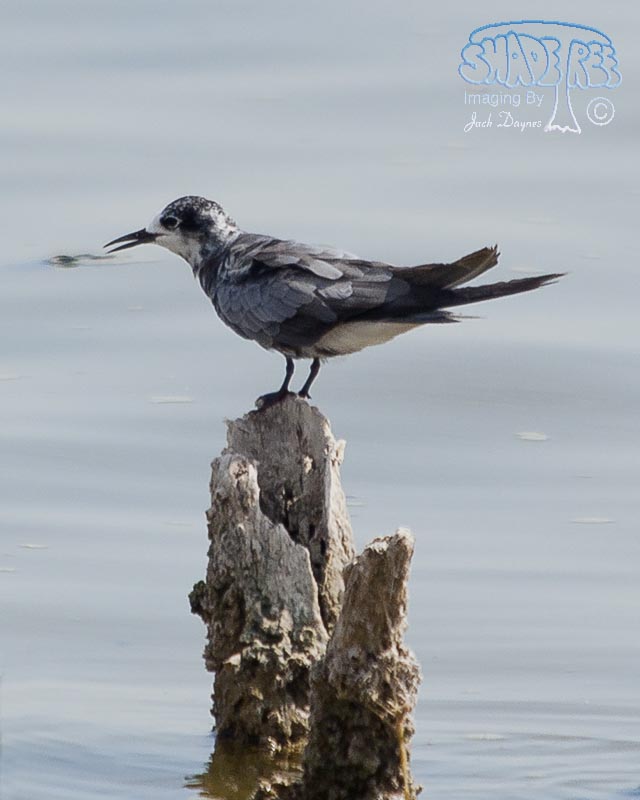 Black Tern - Chlidonias niger