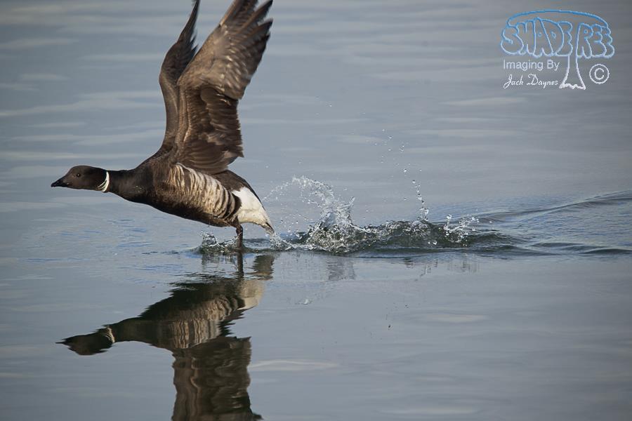 Brant - Branta bernicla