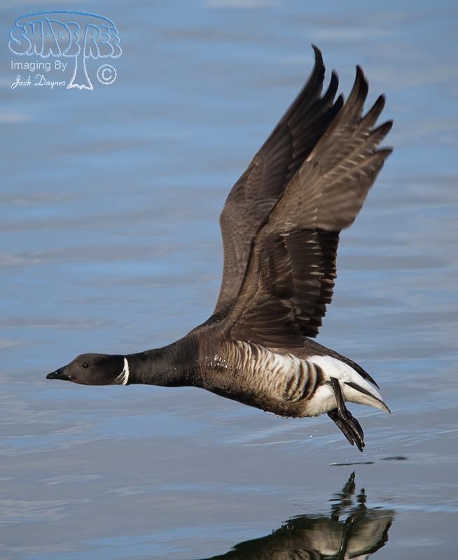 Brant - Branta bernicla
