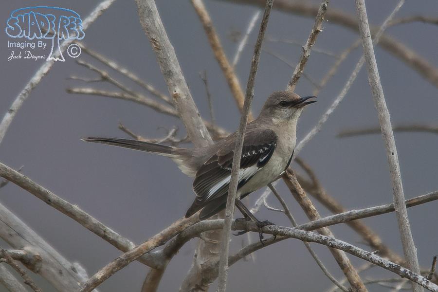 Northern Mockingbird - Mimus polyglottos