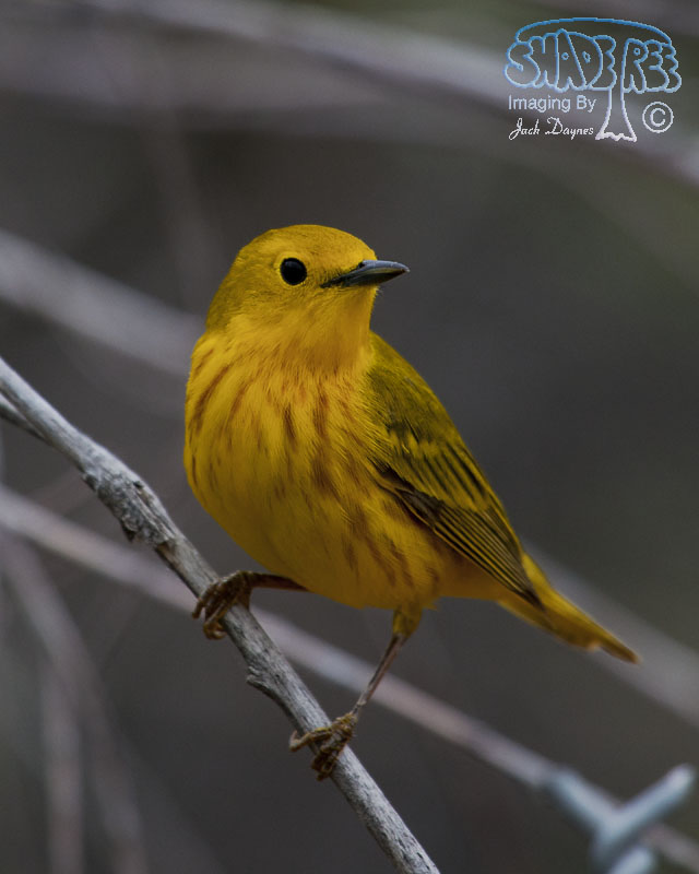 American Yellow Warbler - Setophaga petechia