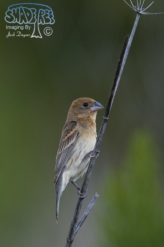 Blue Grosbeak - Passerina caerulea