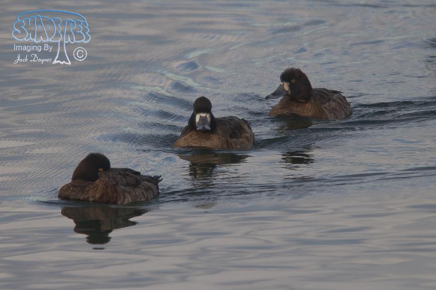 Greater Scaup - Aythya marila