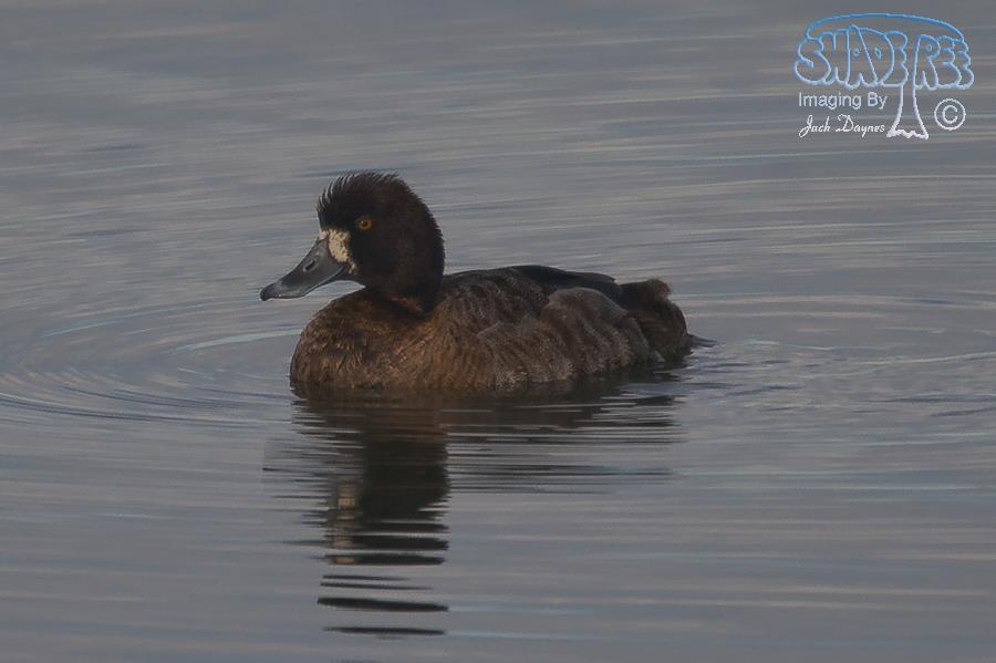 Greater Scaup - Aythya marila