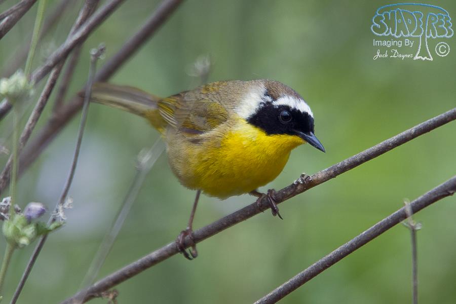 Common Yellowthroat - Geothlypis trichas
