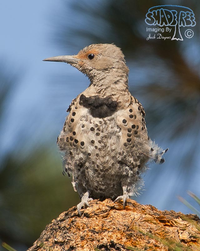 Northern Flicker - Colaptes auratus