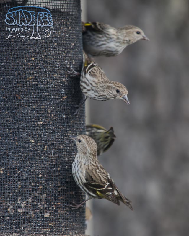 Pine Siskin - Spinus pinus
