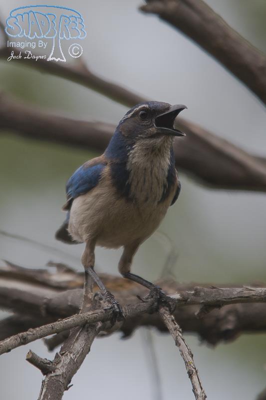 California Scrub-Jay - Aphelocoma californica