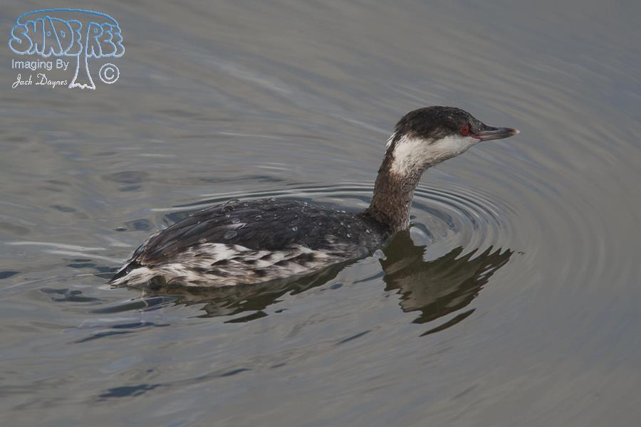 Horned Grebe - Podiceps auritus
