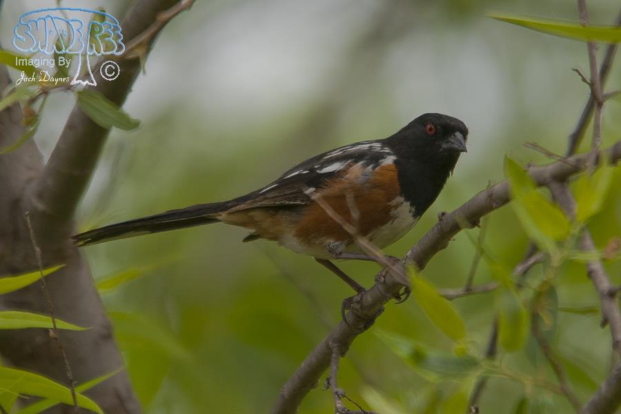 Spotted Towhee - Pipilo maculatus