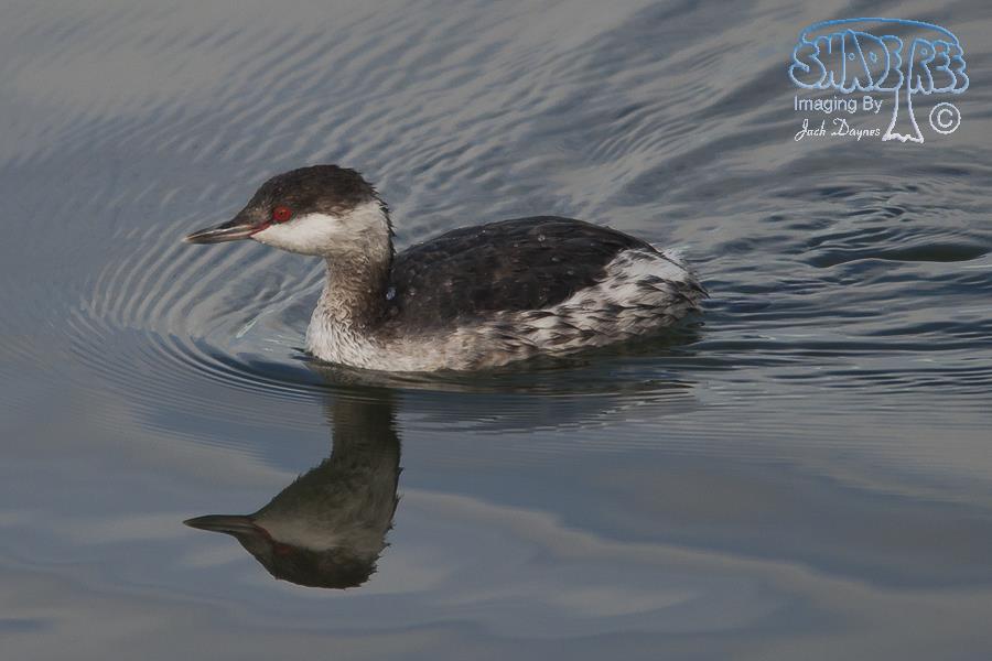 Horned Grebe - Podiceps auritus