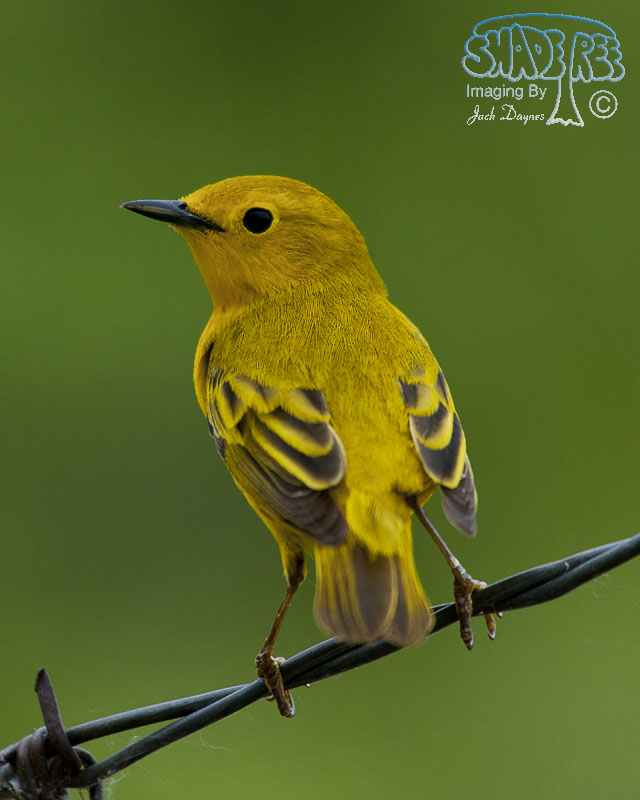 American Yellow Warbler - Setophaga petechia