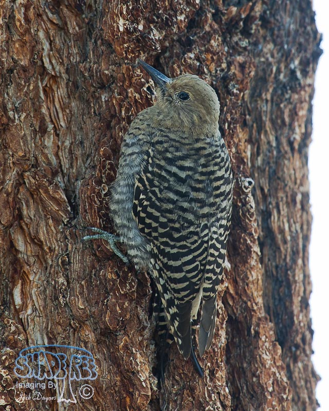 Williamson's Sapsucker - Sphyrapicus thyroideus