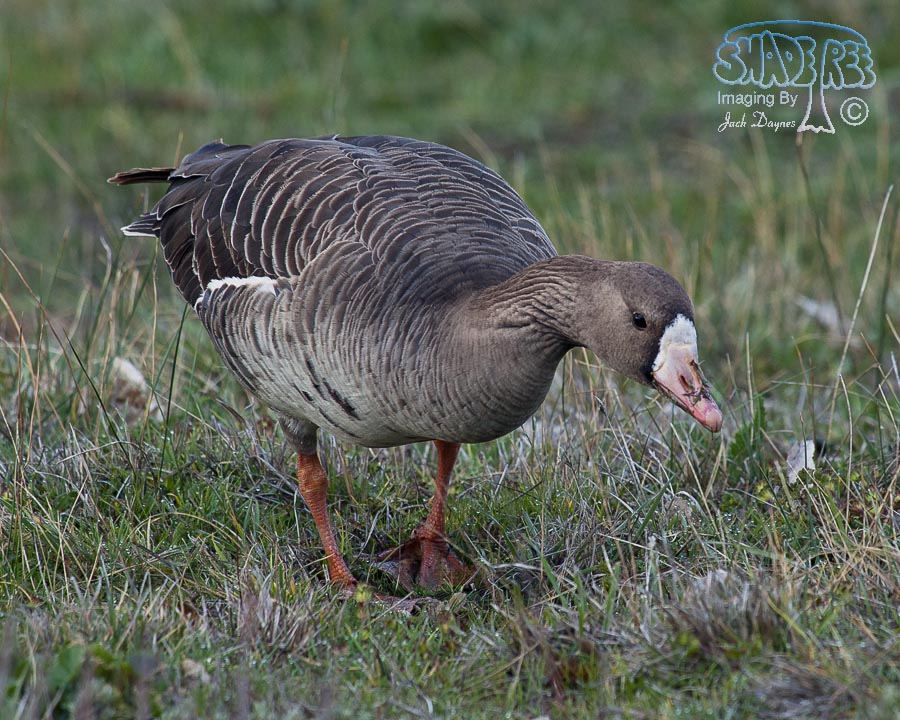 Greater White-Fronted Goose - Anser albifrons