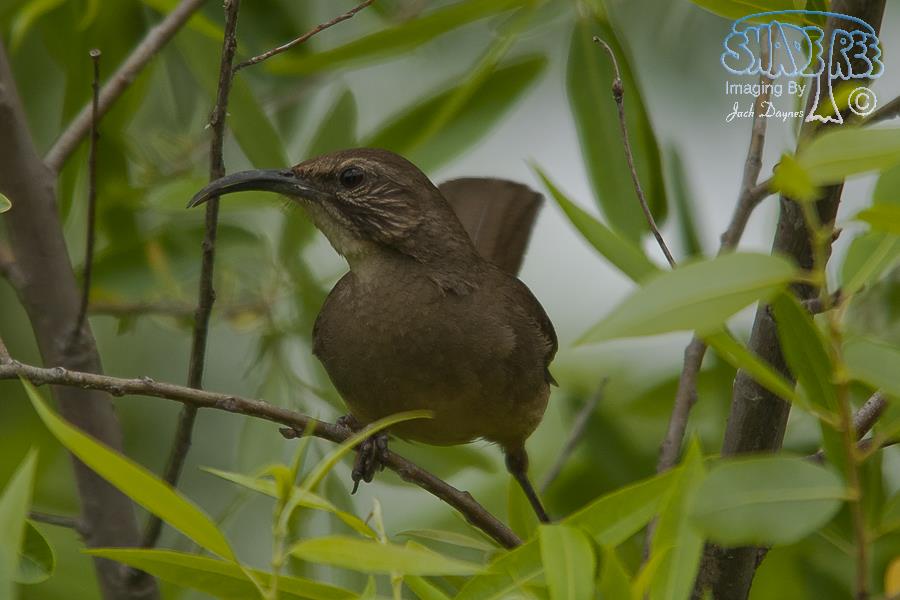 California Thrasher - Toxostoma redivivum
