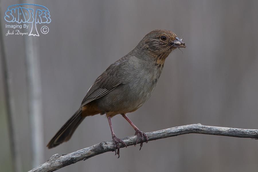 California Towhee - Melozone crissalis