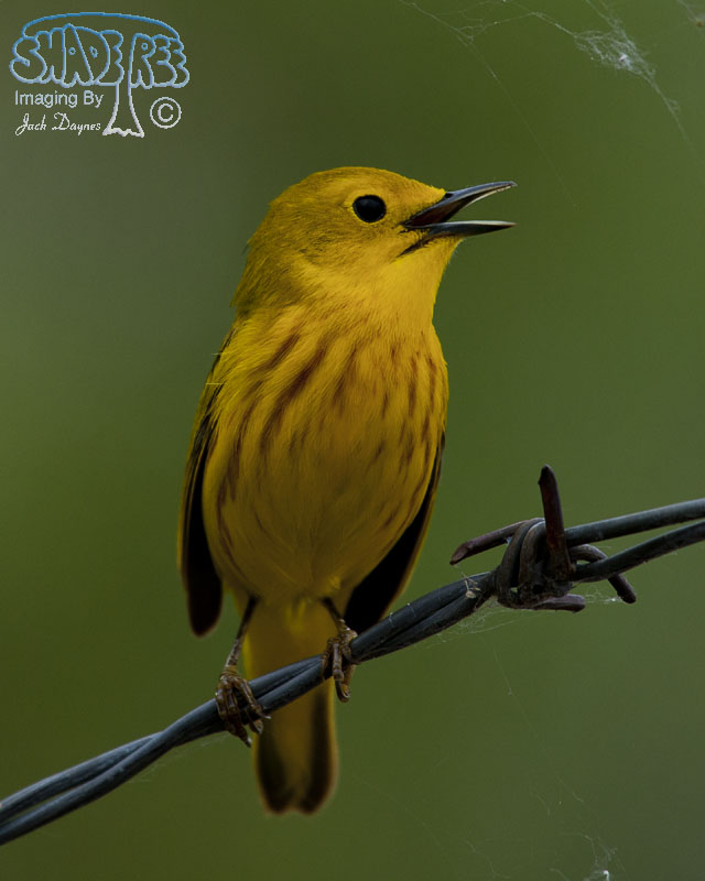 American Yellow Warbler - Setophaga petechia