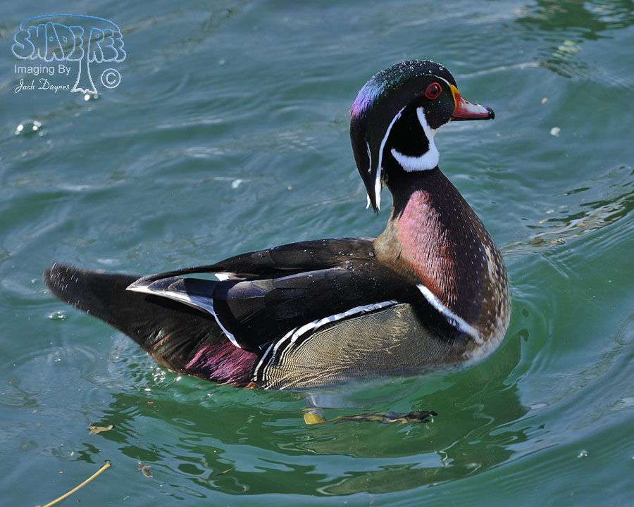 Wood Duck - Aix sponsa
