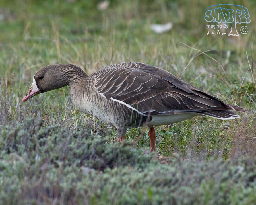 Greater White-Fronted Goose - Anser albifrons