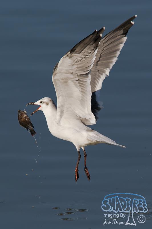 Laughing Gull - Leucophaeus atricilla