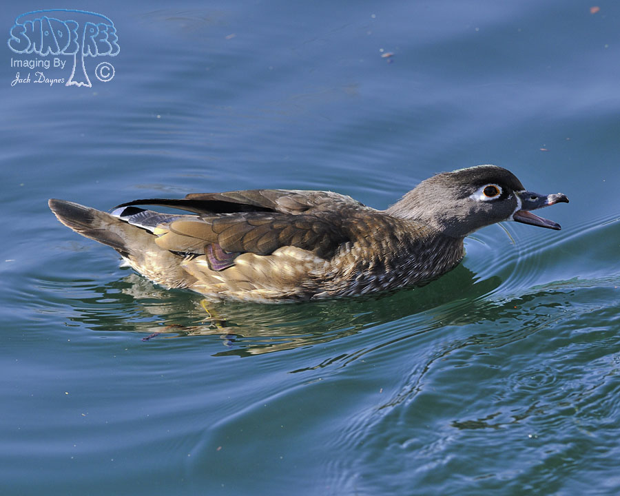 Wood Duck - Aix sponsa
