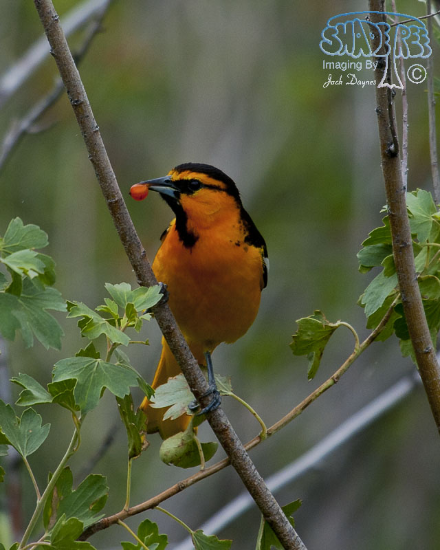 Bullock's Oriole - Icterus bullockii
