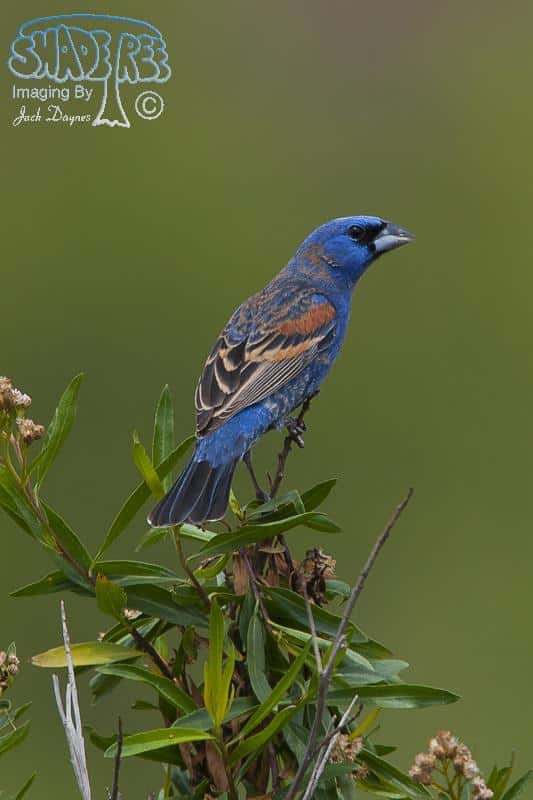 Blue Grosbeak - Passerina caerulea