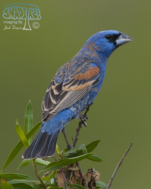 Blue Grosbeak - Passerina caerulea