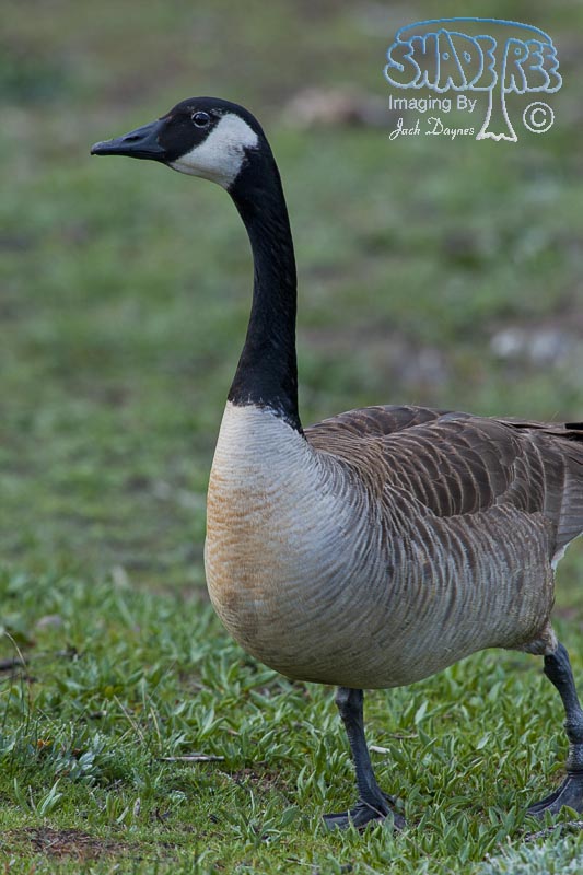 Canada Goose - Branta canadensis