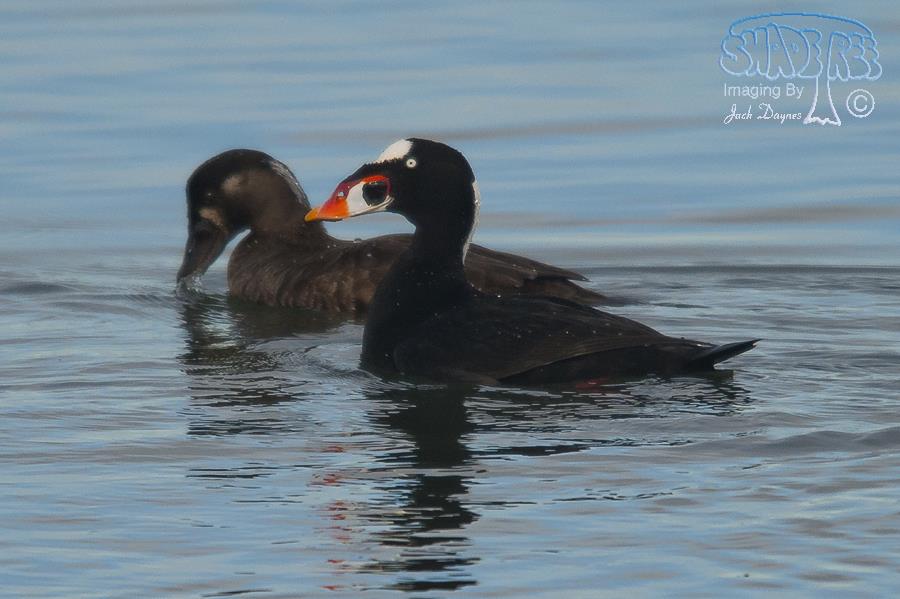 Surf Scoter - Melanitta perspicillata