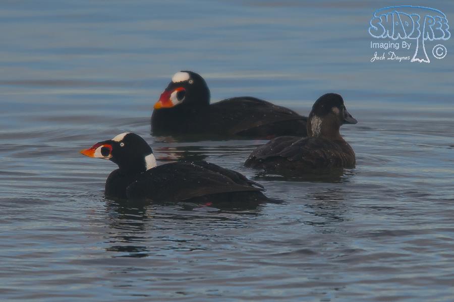 Surf Scoter - Melanitta perspicillata