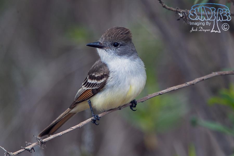 Ash-Throated Flycatcher - Myiarchus cinerascens