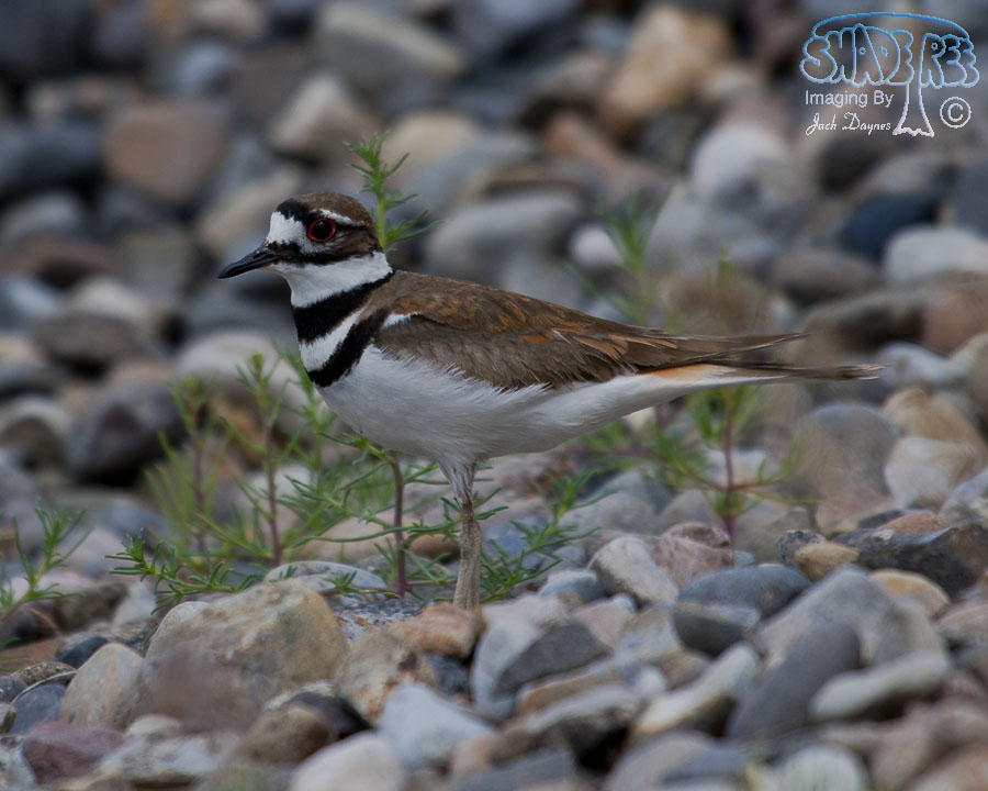 Killdeer - Charadrius vociferus